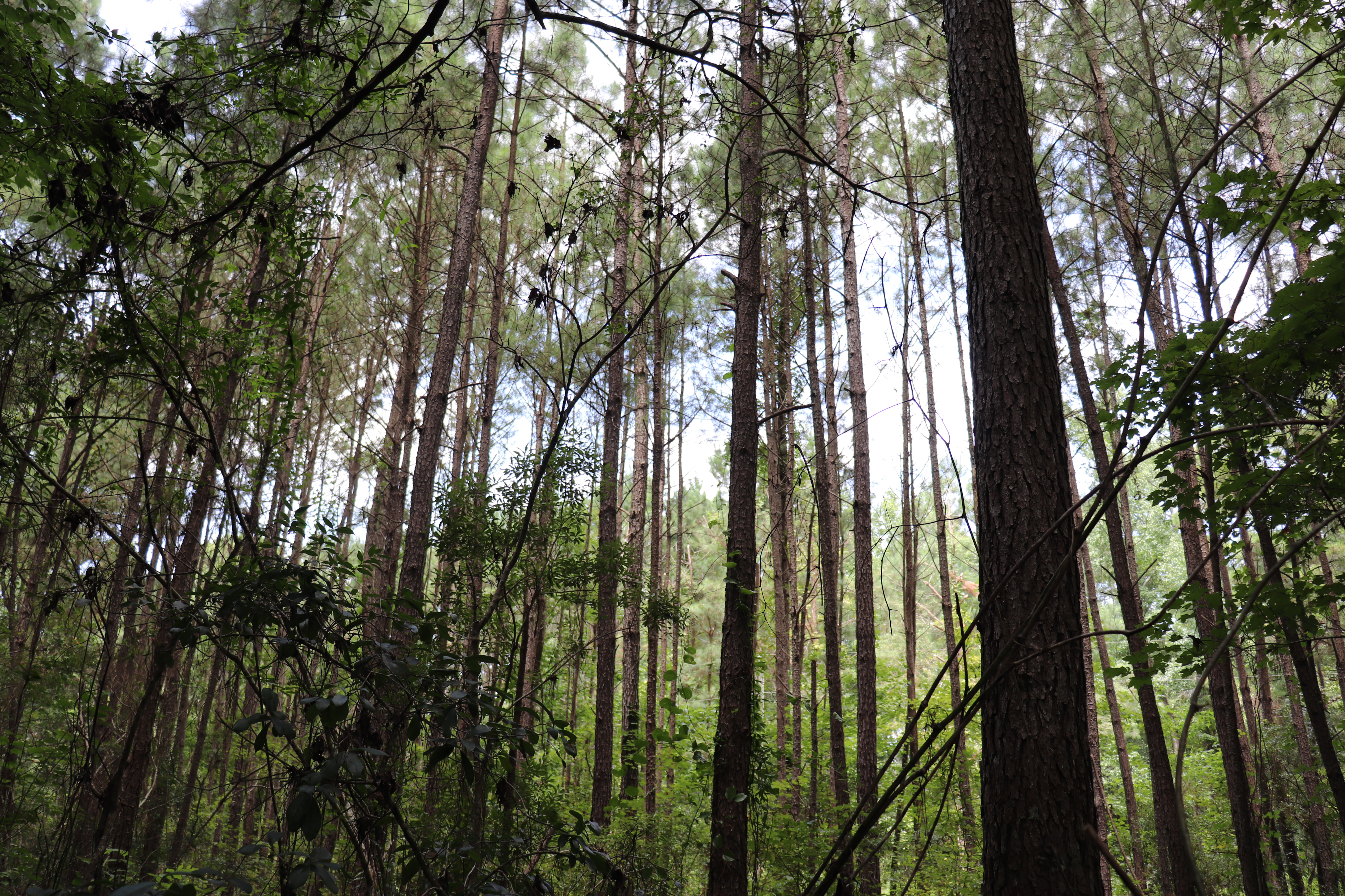 100523850 | Photo 10