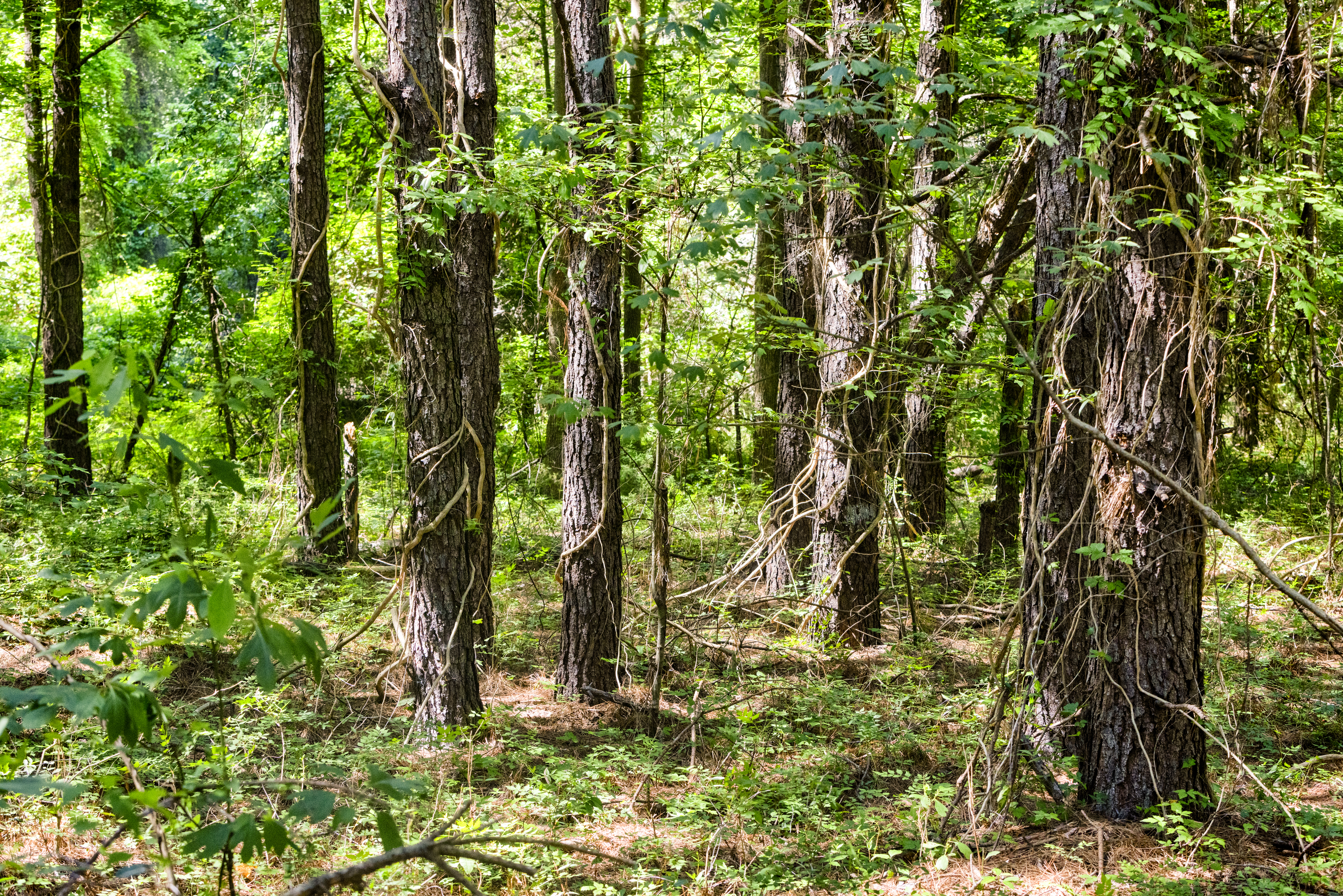 100521964 | Photo 17