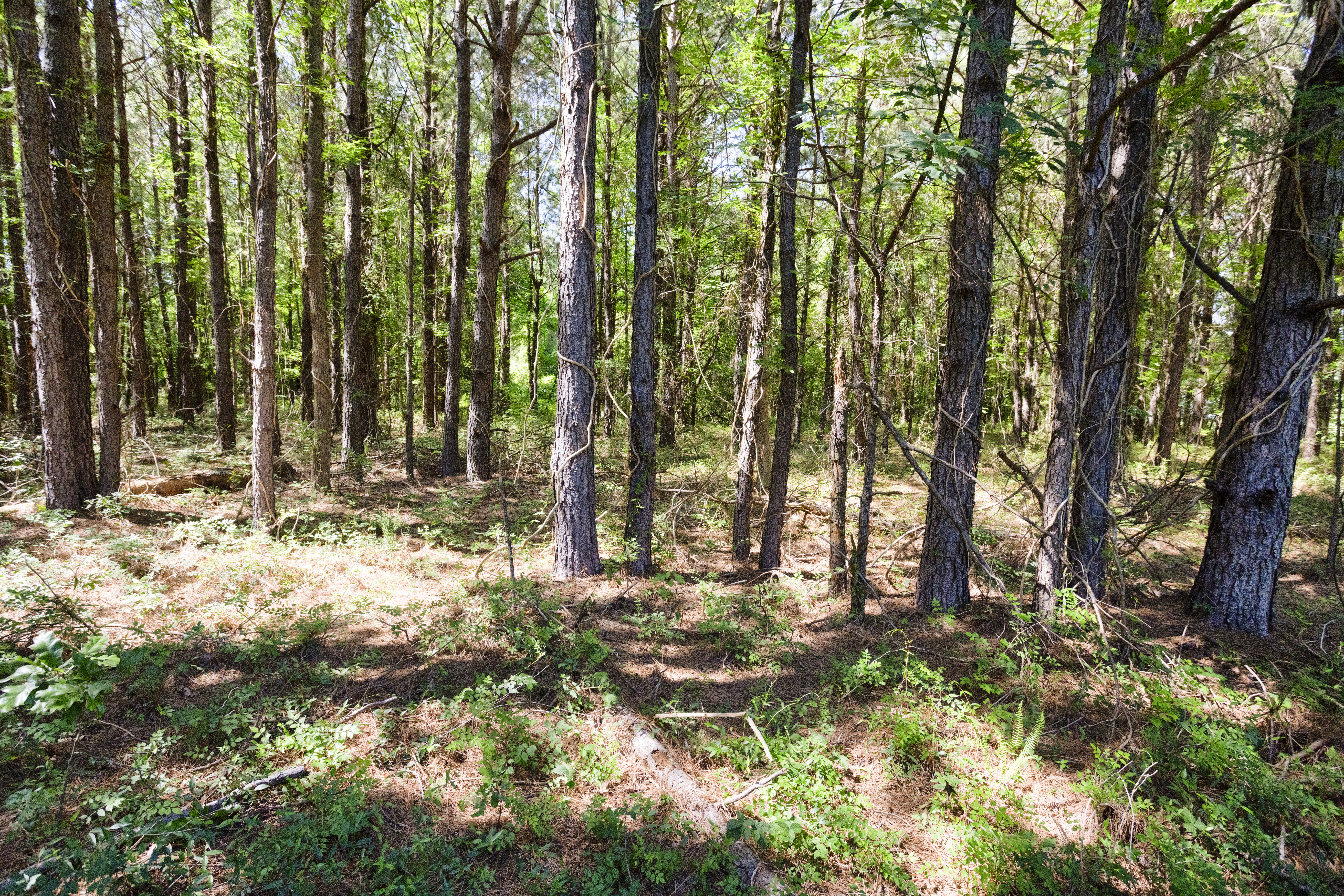 100521964 | Photo 19