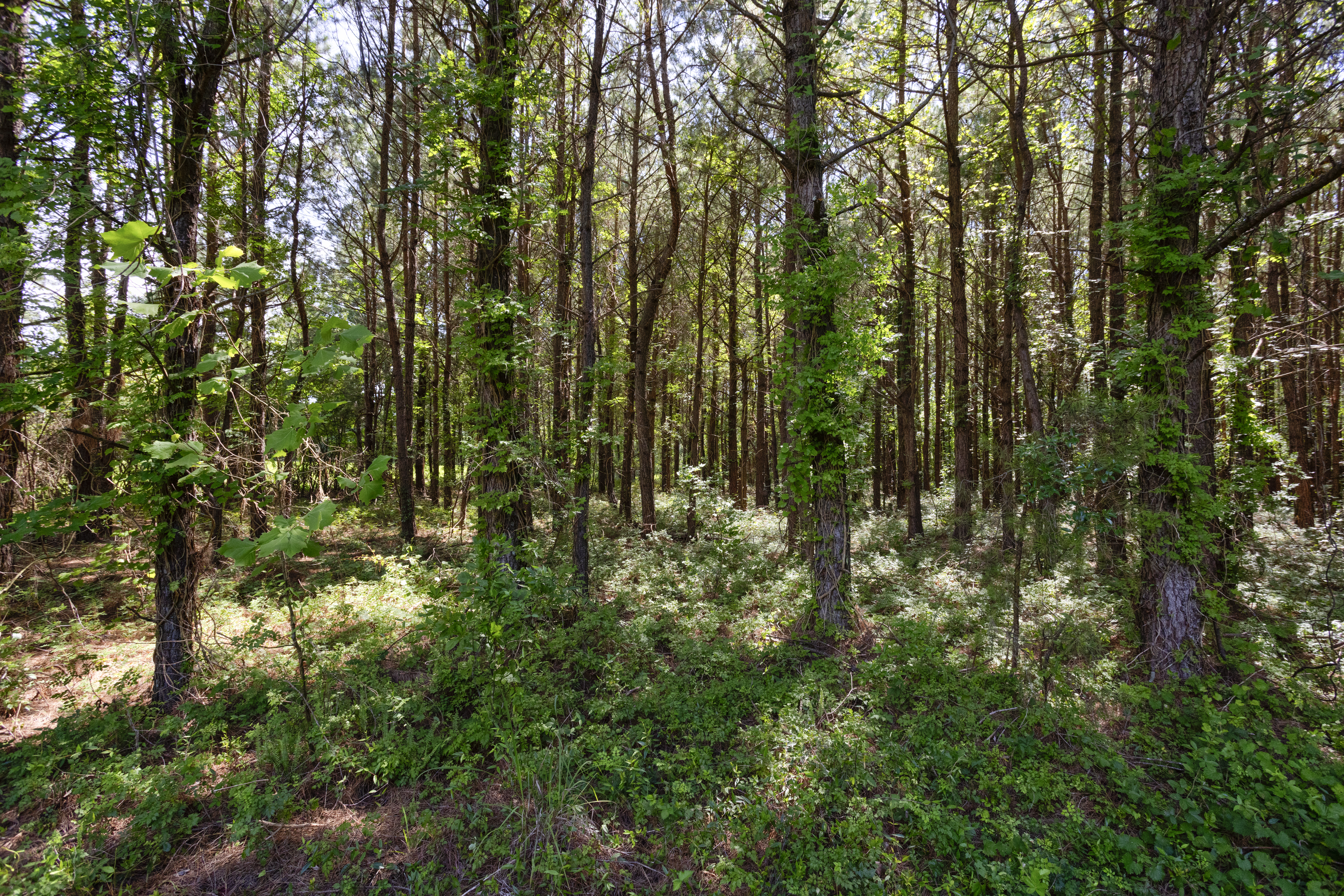 100521964 | Photo 13