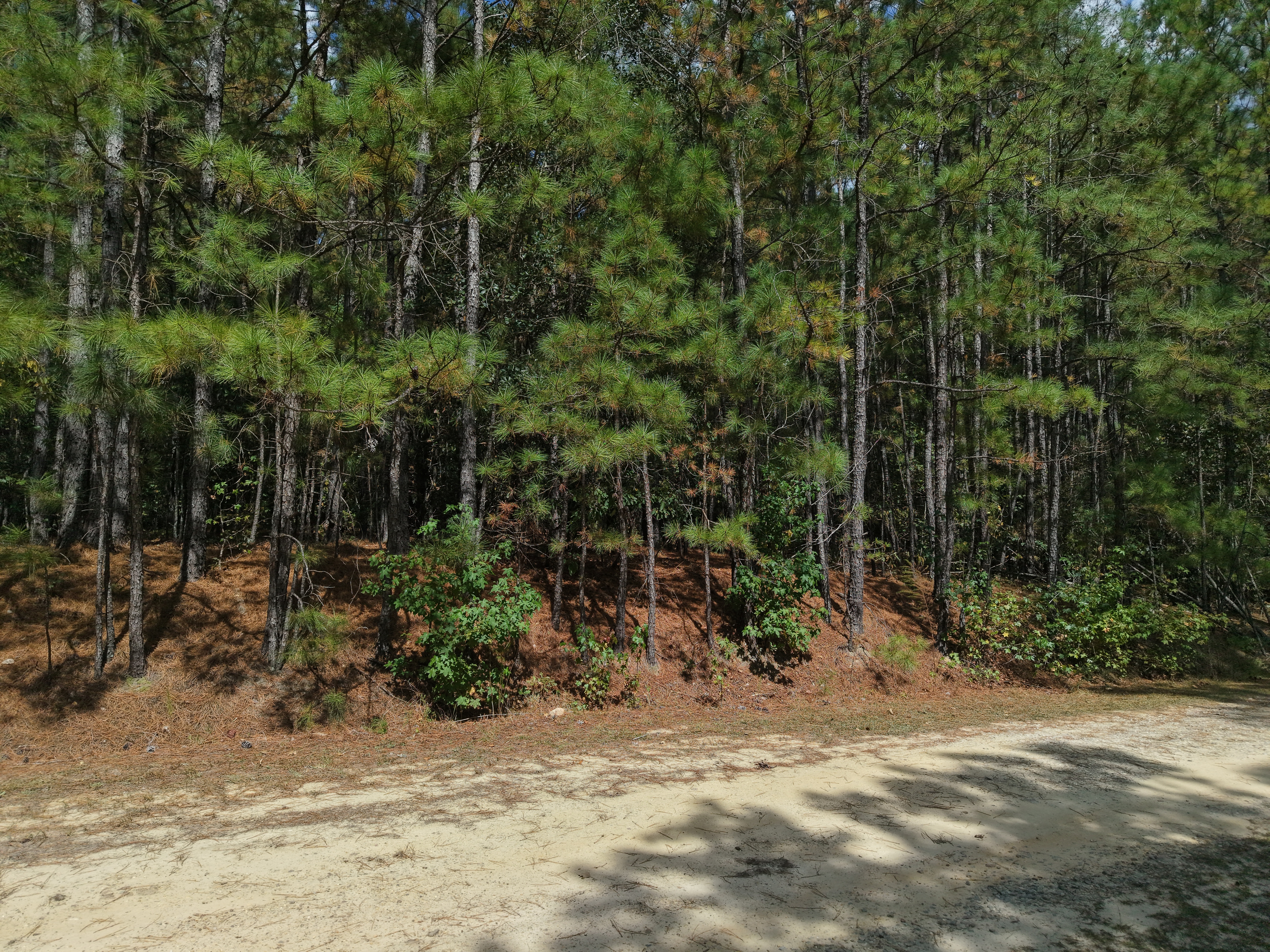 DB092925L40 | Photo 7