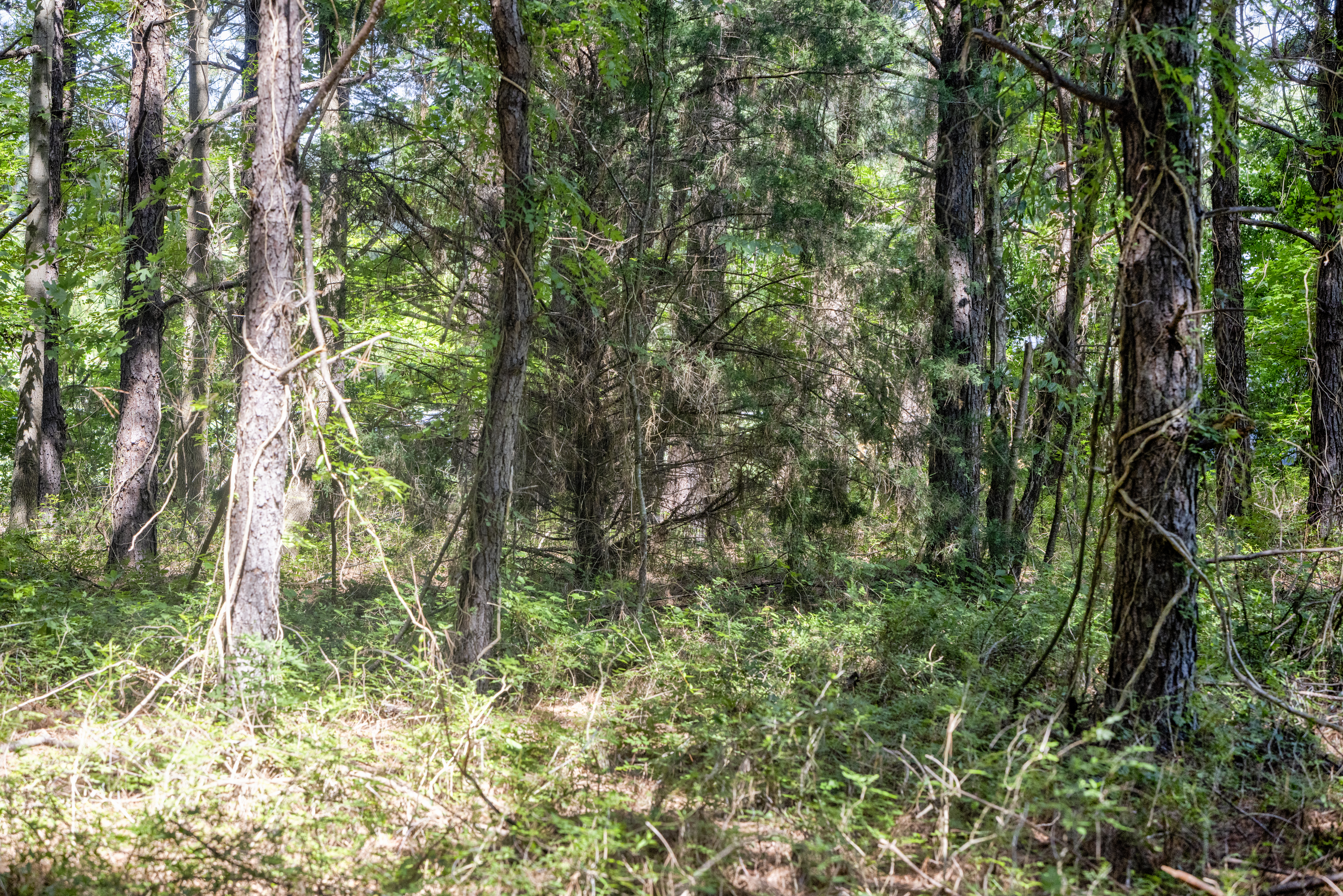 100521964 | Photo 14