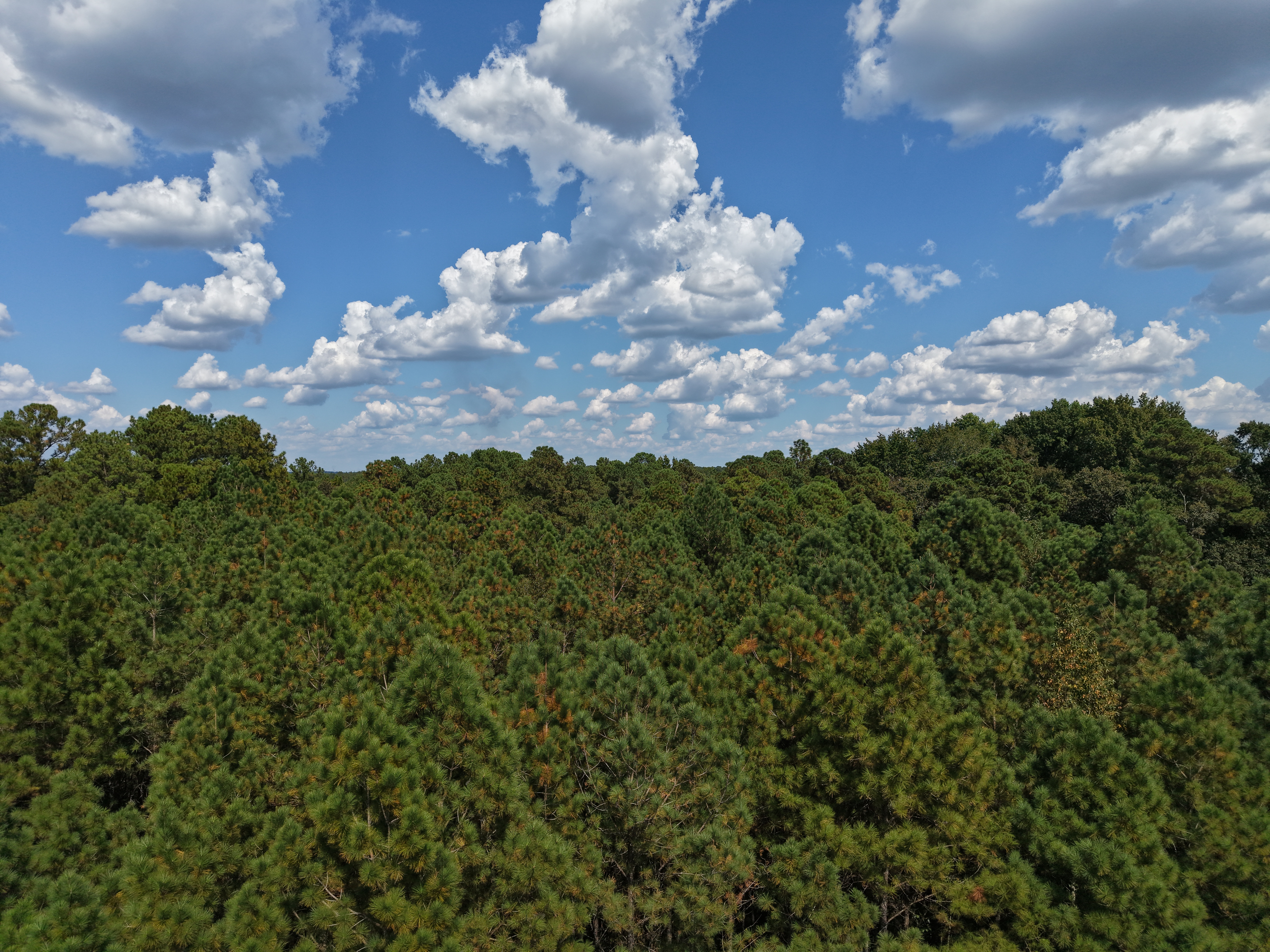 DB092925L39 | Photo 12