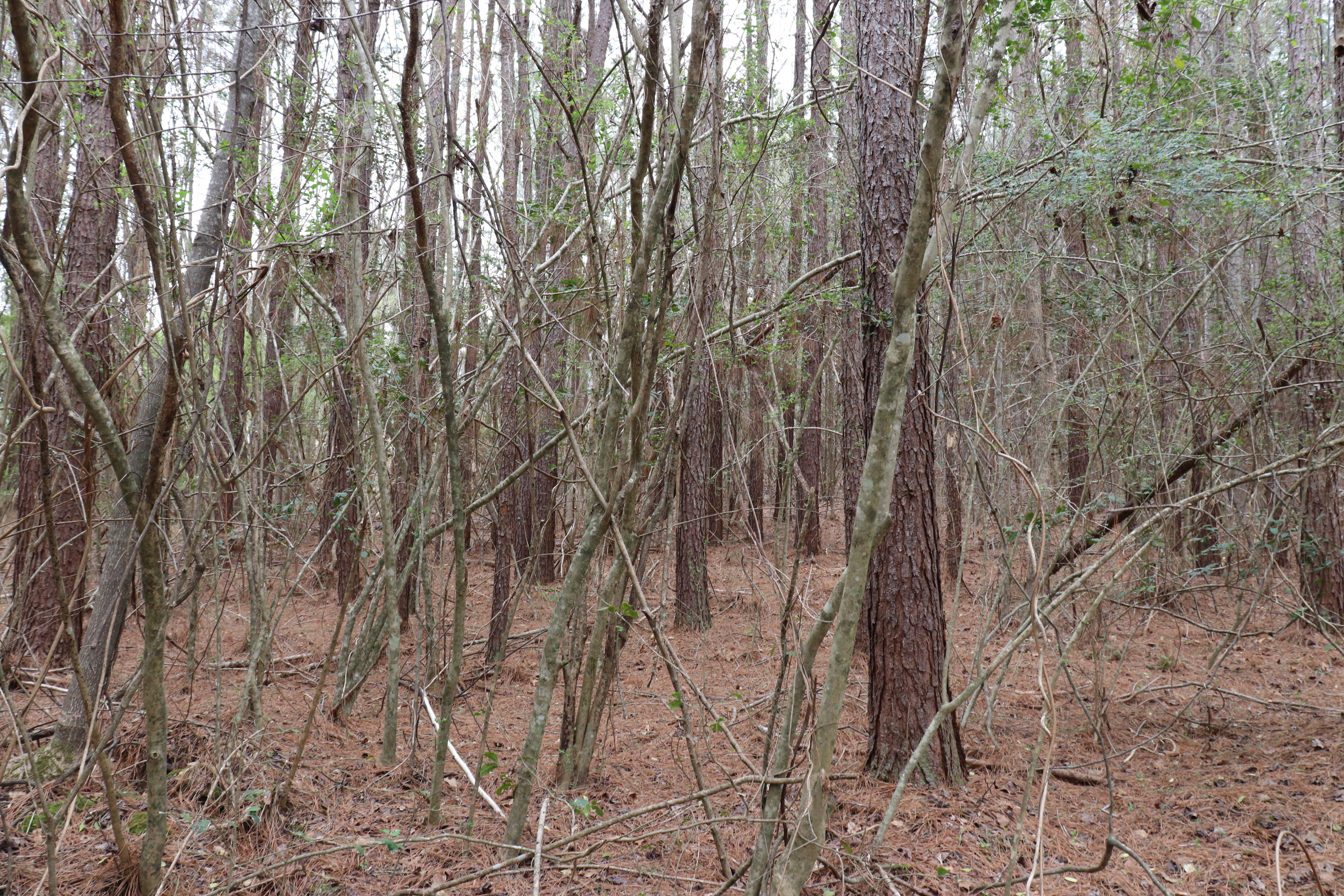 752531560 | Photo 16