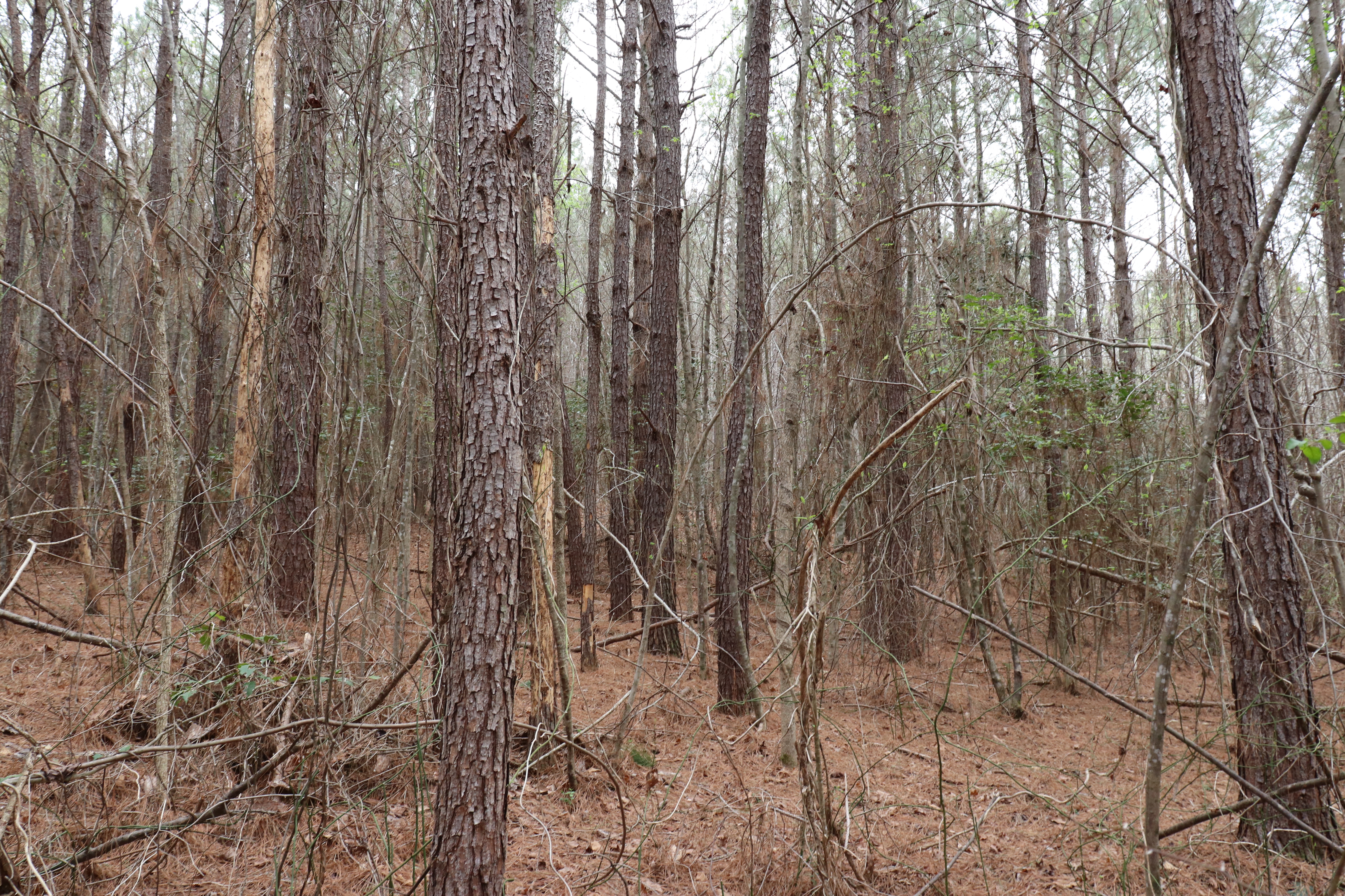 752531560 | Photo 10