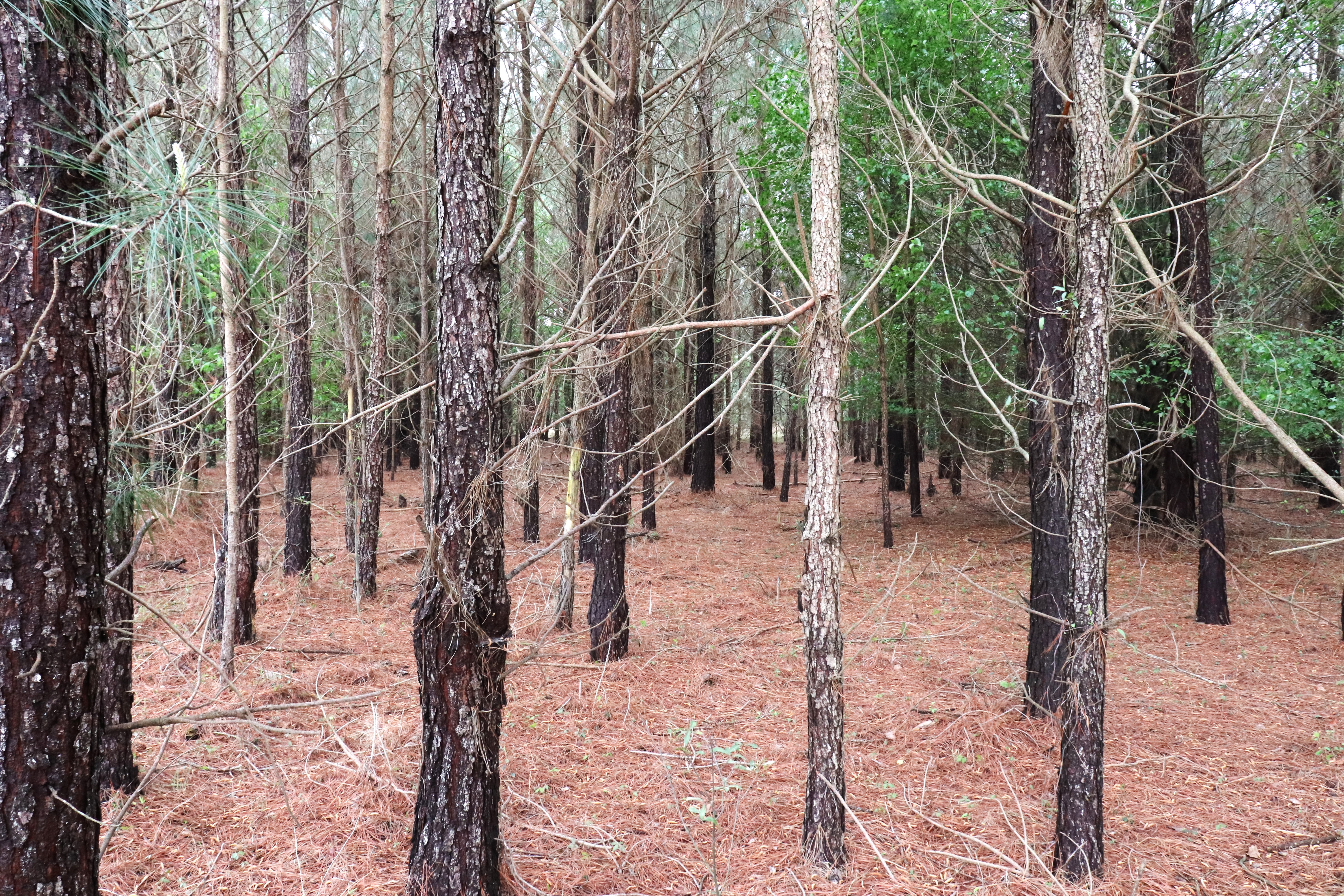 100434741 | Photo 12