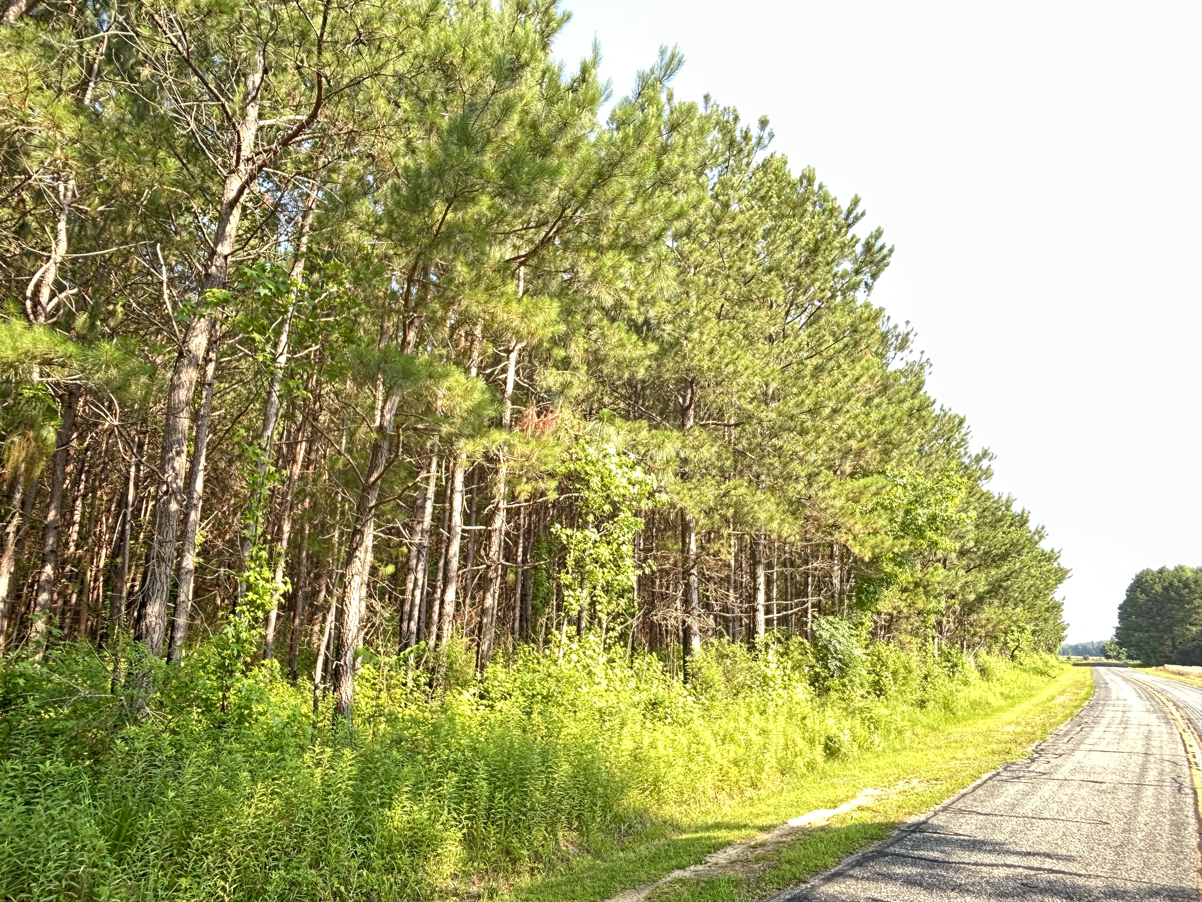 100520518 | Photo 12